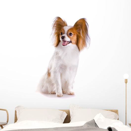 Dog Breed Papillon