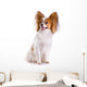 Dog Breed Papillon