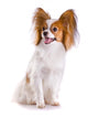 Dog Breed Papillon