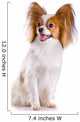 Dog Breed Papillon
