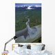 Aerial Of Ibeck Creek & Scott Glacier Sc Ak Summer Copper River Delta Wall Mural
