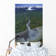 Aerial Of Ibeck Creek & Scott Glacier Sc Ak Summer Copper River Delta Wall Mural
