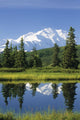 Mt Mckinley Reflecting Wall Mural