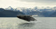 Humpback Whale Breaches Near Glacier Bay National Park, Alaska Wall Mural