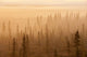 Sunrise Over A Foggy Forest Wall Mural