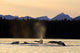 Humpback Whales Swim Wall Mural