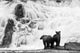 Two Young Brown Bears Fishing For Salmon At The Base Of A Waterfall Wall Mural