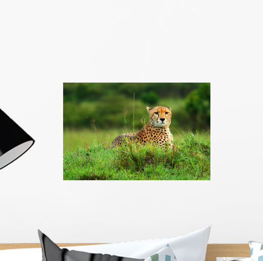 Wild African Cheetah Wall Mural