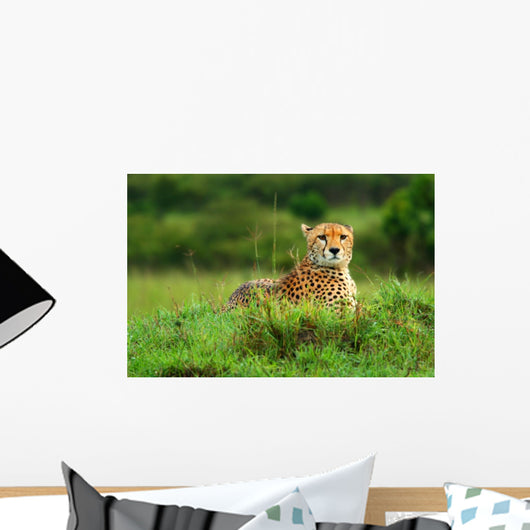 Wild African Cheetah Wall Mural