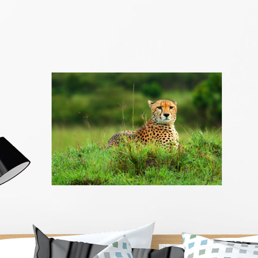 Wild African Cheetah Wall Mural