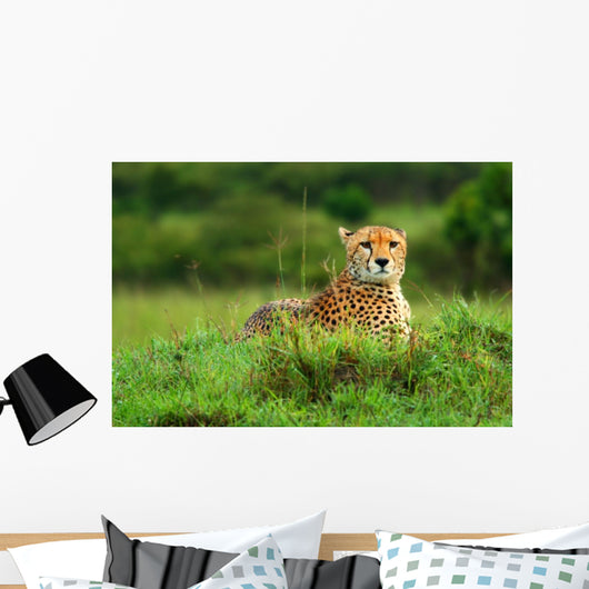 Wild African Cheetah Wall Mural