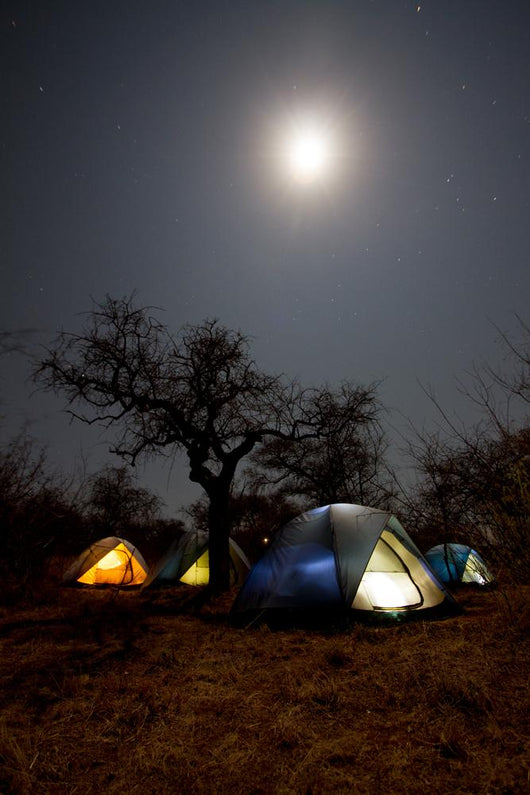 Safari Sleeping Tents Bush Wall Mural