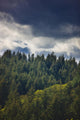 Spruce Tree Forest, Chiniak Bay, Kodiak Island, Southwest Alaska, Fall Wall Mural