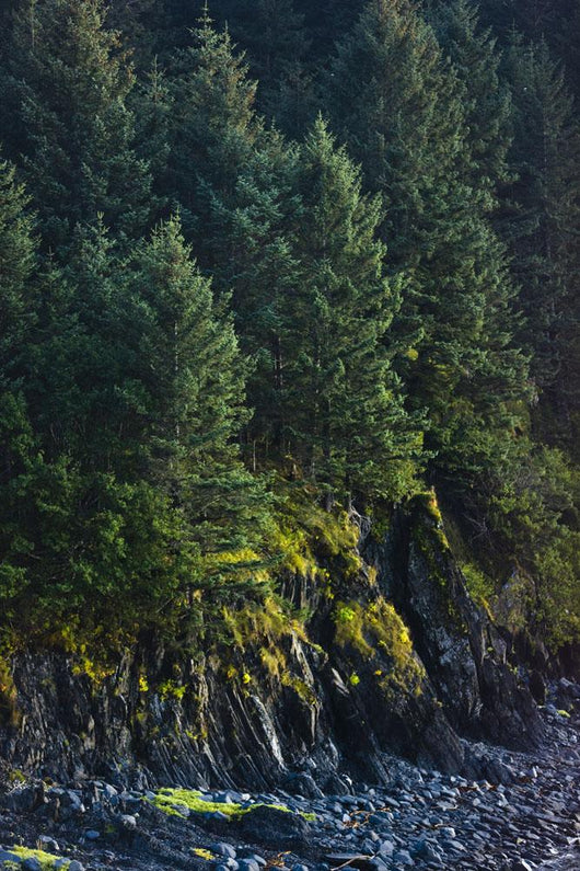 Spruce Tree Forest Chiniak Wall Decal