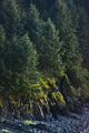 Spruce Tree Forest Chiniak Wall Decal