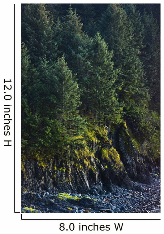 Spruce Tree Forest Chiniak Wall Decal