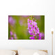 Close Up Of Fireweed Blooming Near Anchor Point In Southcentral Alaska Wall Mural