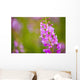 Close Up Of Fireweed Blooming Near Anchor Point In Southcentral Alaska Wall Mural