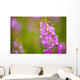 Close Up Of Fireweed Blooming Near Anchor Point In Southcentral Alaska Wall Mural