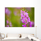 Close Up Of Fireweed Blooming Near Anchor Point In Southcentral Alaska Wall Mural