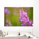 Close Up Of Fireweed Blooming Near Anchor Point In Southcentral Alaska Wall Mural