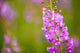 Close Up Of Fireweed Blooming Near Anchor Point In Southcentral Alaska Wall Mural