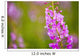 Close Up Of Fireweed Blooming Near Anchor Point In Southcentral Alaska Wall Mural