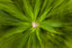 Abstract Of New Fireweed Growth Wall Mural