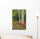 Colorful View Of Aspen Tree Trunks And Fall Foliage Wall Mural
