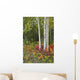 Colorful View Of Aspen Tree Trunks And Fall Foliage Wall Mural