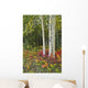 Colorful View Of Aspen Tree Trunks And Fall Foliage Wall Mural