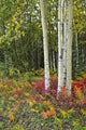 Colorful View Of Aspen Tree Trunks And Fall Foliage Wall Mural