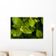 Close Up Of A Young Alder Tree Wall Mural