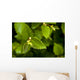 Close Up Of A Young Alder Tree Wall Mural