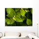 Close Up Of A Young Alder Tree Wall Mural