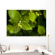 Close Up Of A Young Alder Tree Wall Mural