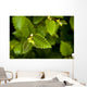 Close Up Of A Young Alder Tree Wall Mural