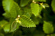 Close Up Of A Young Alder Tree Wall Mural