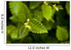 Close Up Of A Young Alder Tree Wall Mural