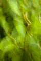 Abstract Of A Young Alder Tree Wall Mural