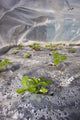 Close Up Of A Freshly Planted Raised Strawberry Bed Wall Mural