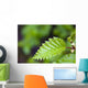 Close Up Of A Young Alder Tree Leaf Wall Mural