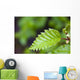 Close Up Of A Young Alder Tree Leaf Wall Mural
