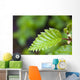 Close Up Of A Young Alder Tree Leaf Wall Mural