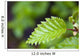 Close Up Of A Young Alder Tree Leaf Wall Mural