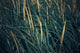 Close Up Of Grass Along Old Womens Bay Wall Mural