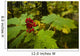 Devils Club Growing Under The Canopy Of Spruce Trees Wall Mural