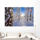 Detail Of Snow Covered Cotttonwoods During Winter In Artic Valley Wall Mural