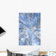 Looking Up Through Hoarfrost Covered Birch Trees In Russian Jack Park Wall Mural