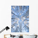 Looking Up Through Hoarfrost Covered Birch Trees In Russian Jack Park Wall Mural